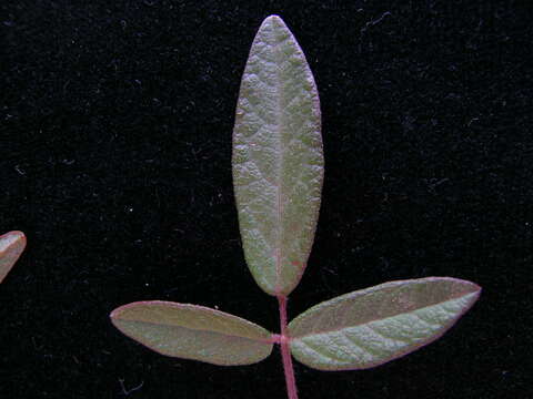 Image of Desmodium varians (Labill.) G. Don