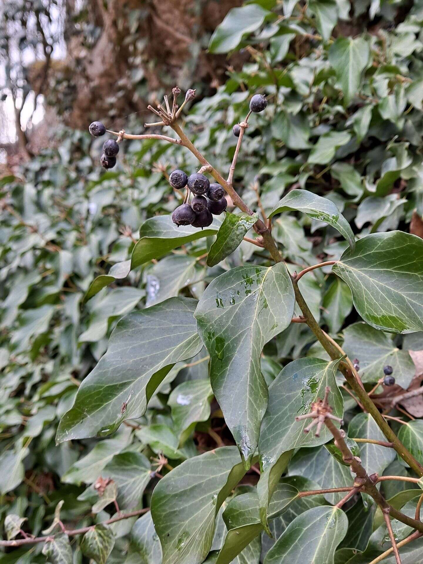 Image of English ivy