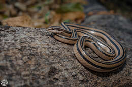 Image of Striped Road Guarder