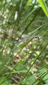 Image of Arctic Bluet