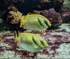 Image of Barred rabbitfish