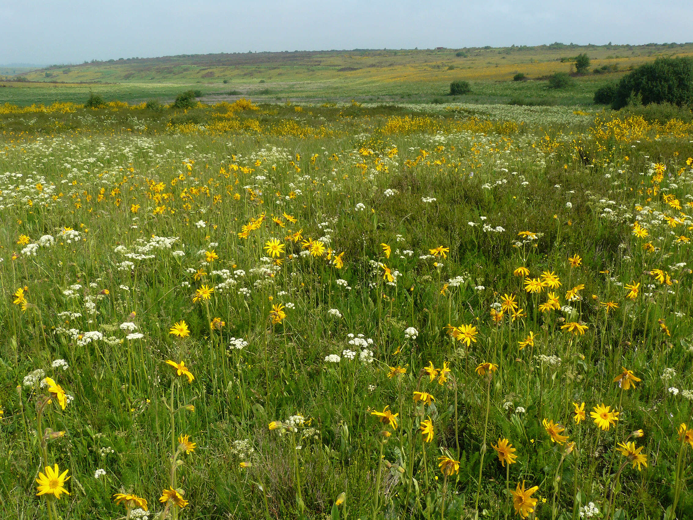 Image of mountain arnica