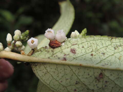 Image of Gaultheria fragrantissima Wall.