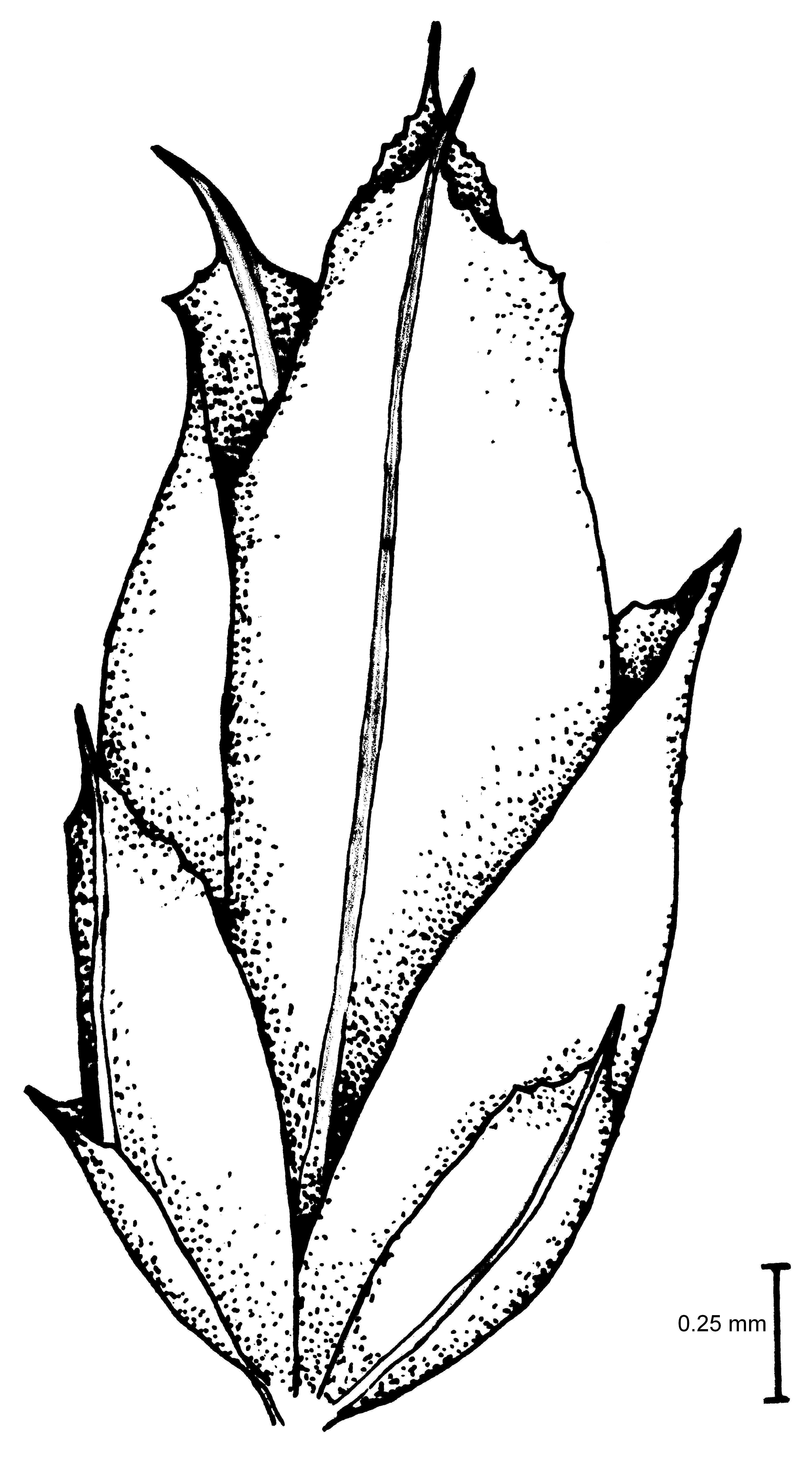 Image of acaulon moss
