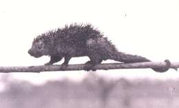 Image of Andean porcupine