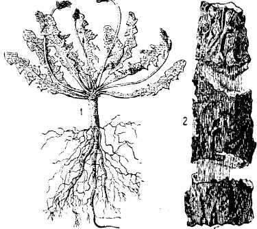 Image of Taraxacum hybernum Stev.