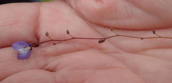 Image of Utricularia biloba R. Br.