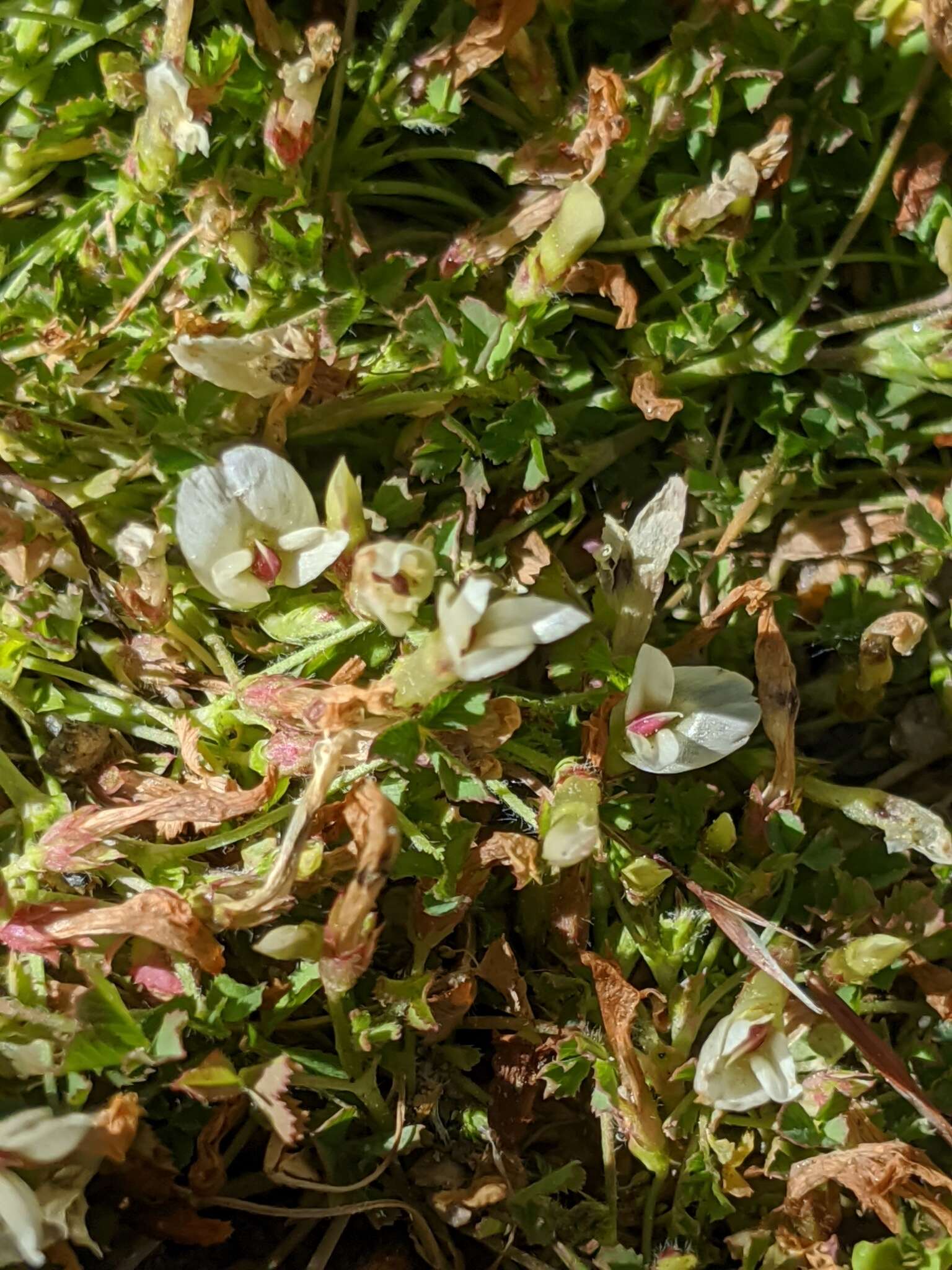 Image of mountain carpet clover