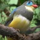 Image of Sumatran Trogon