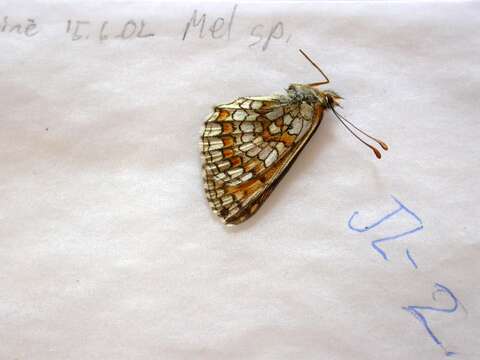 Plancia ëd Melitaea parthenoides