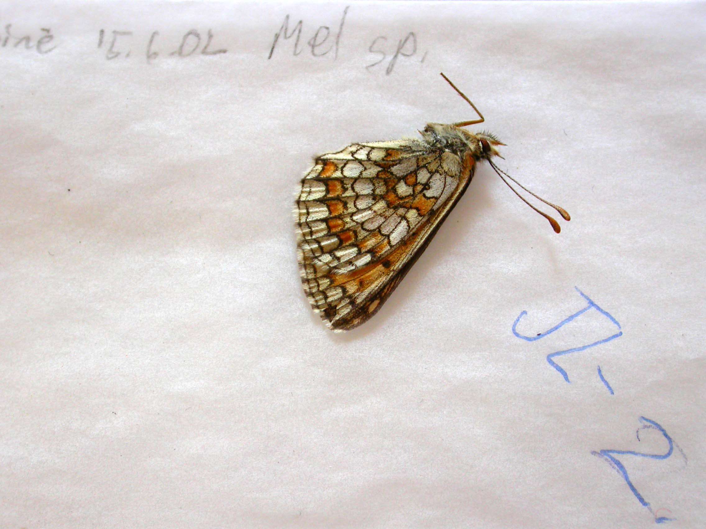 Image of Melitaea parthenoides