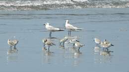 Image of Gull-billed Terns