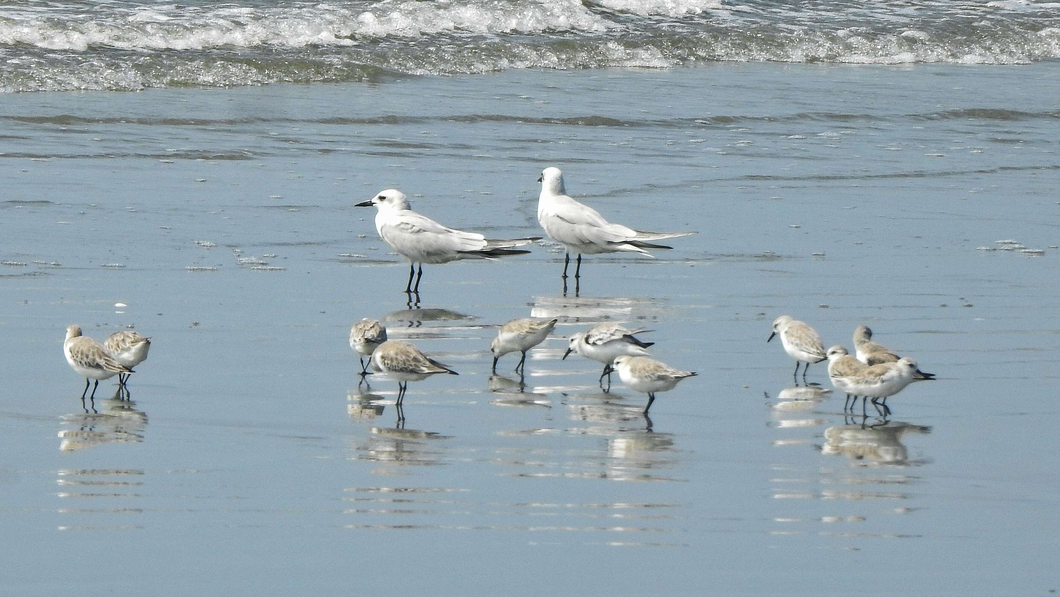 Image of Gull-billed Terns