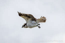 Image of ospreys