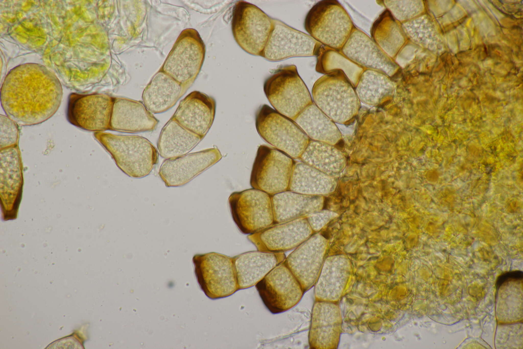 Imagem de Calamagrostis epigejos (L.) Roth