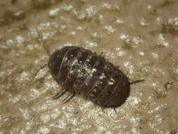 Image of Pill woodlouse