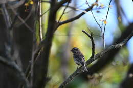 Image of Purple Finch