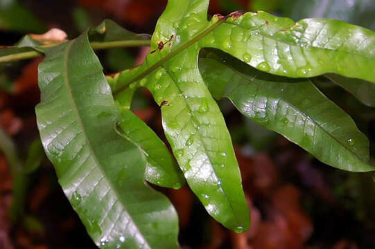 Image of Aglaomorpha coronans (Wall. ex Mett.) Copel.