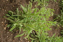 Image of Helenium aromaticum (Hook.) L. H. Bailey