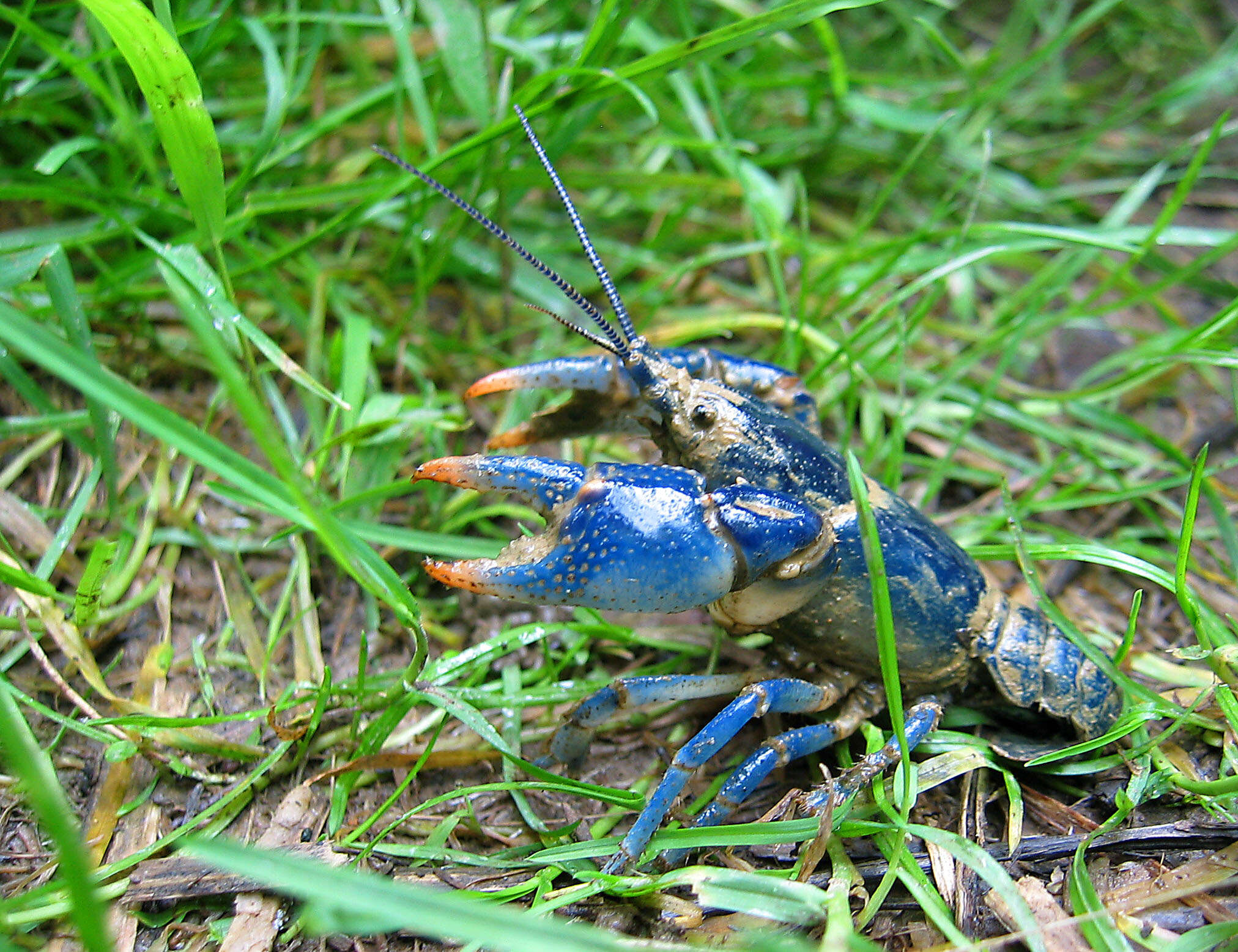 Image of Blue Crayfish