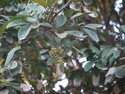 Image of threeleaf soapberry