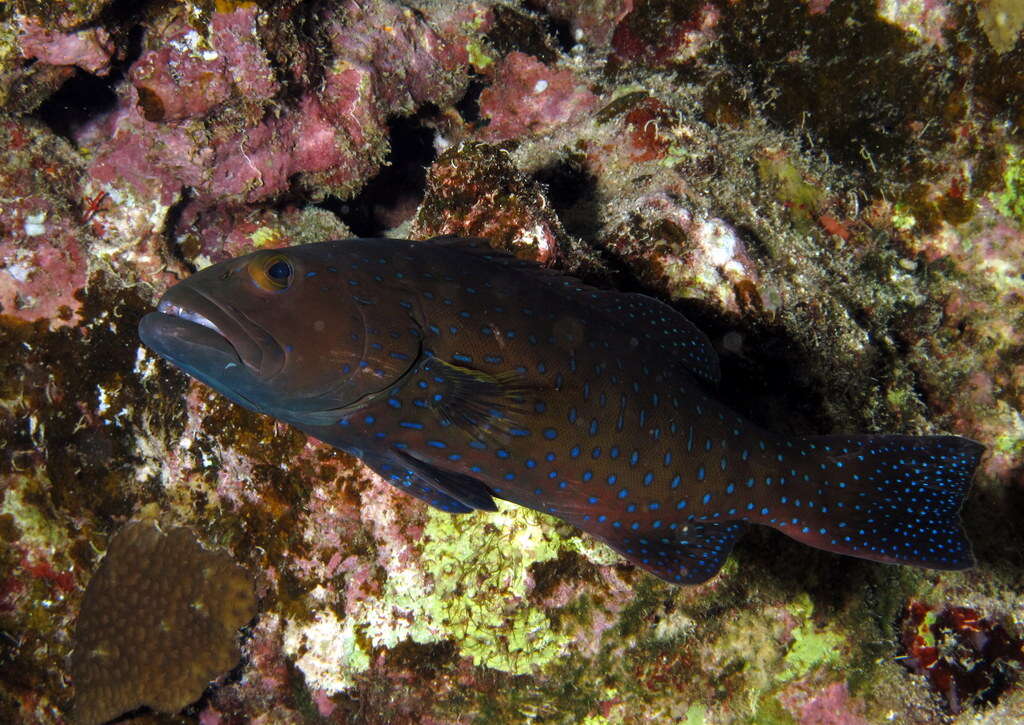 Слика од Plectropomus areolatus (Rüppell 1830)