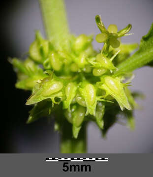 Rumex palustris Sm. resmi