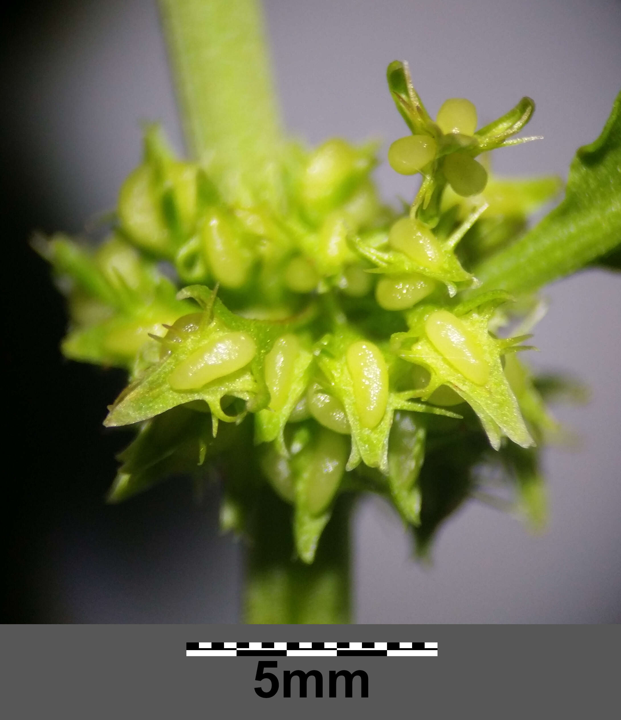 Rumex palustris Sm. resmi