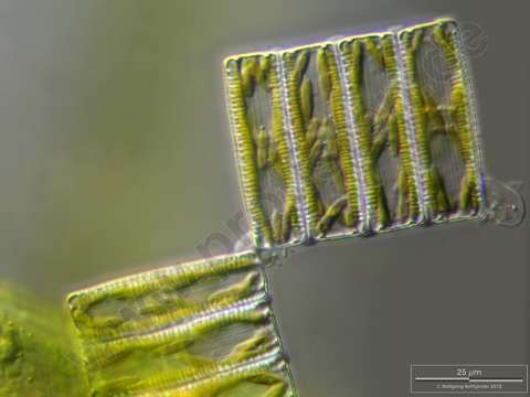 Image of Diatoma