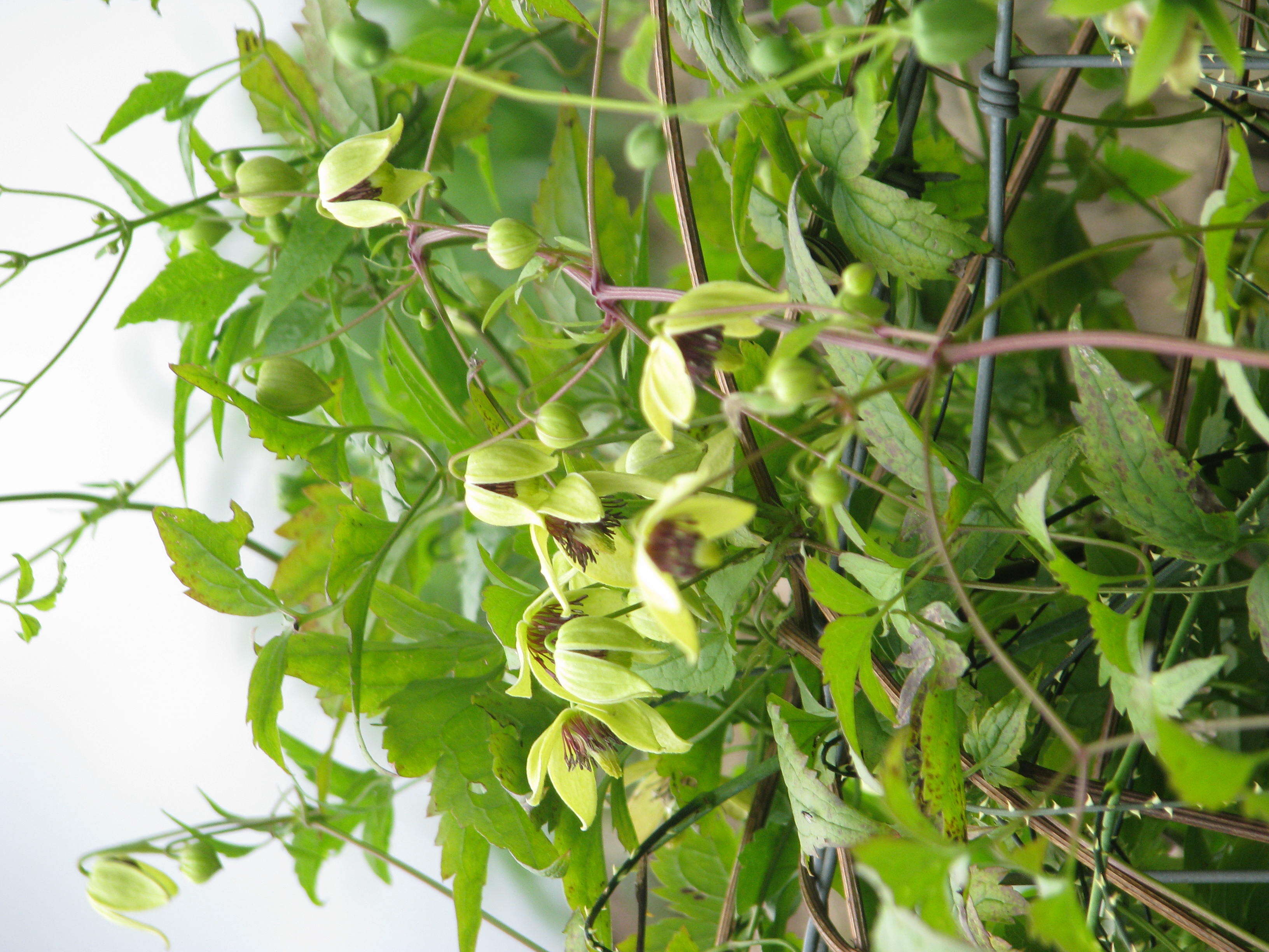 Image of hermitgold clematis