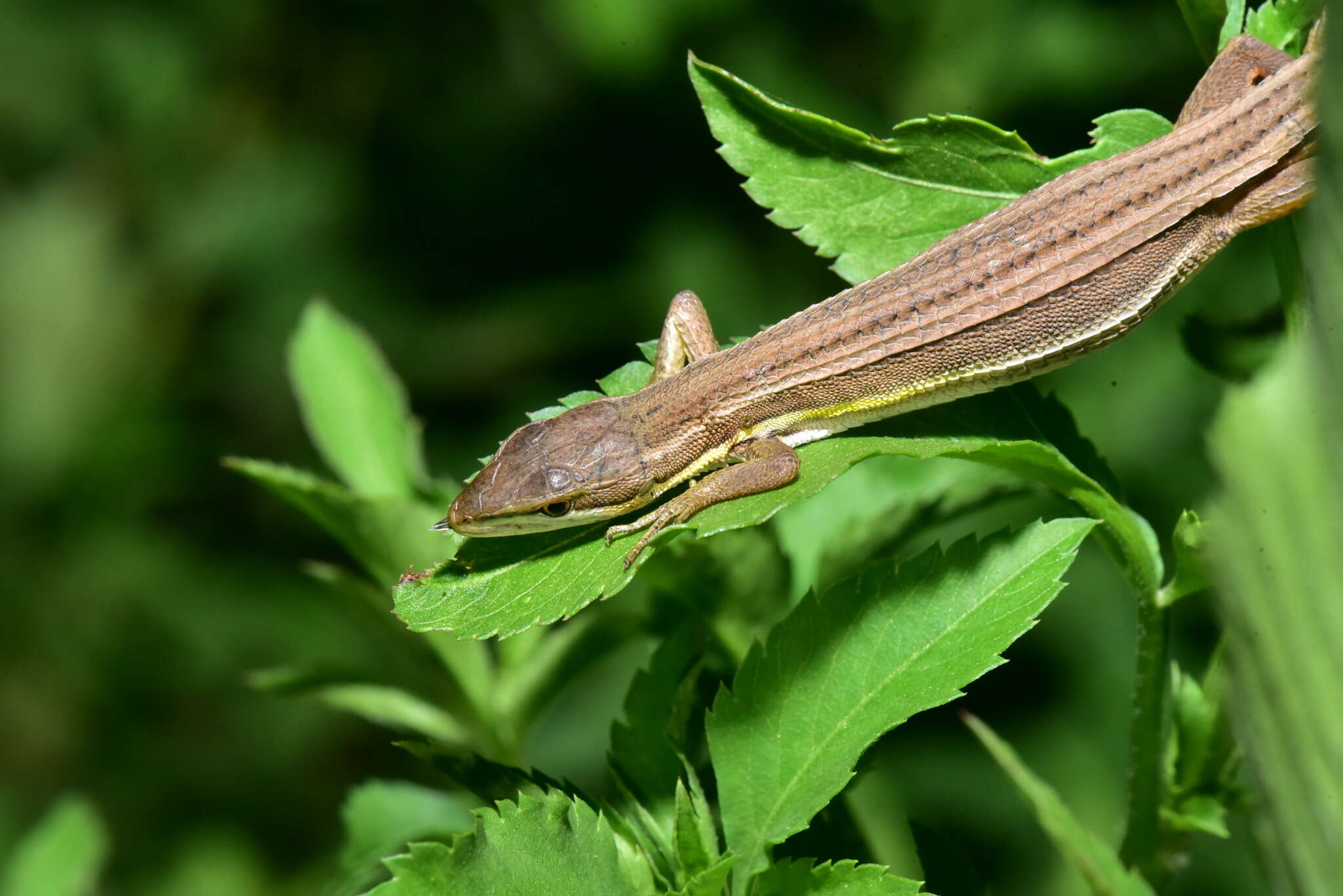 Takydromus viridipunctatus Lue & Lin 2008 resmi