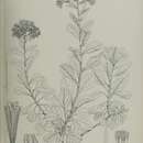 Image of Libinhania suffruticosa (Balf. fil.) N. Kilian, Galbany, Oberpr. & A. G. Mill.