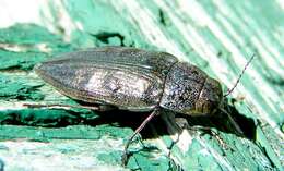 Image of Ventrally-spotted Buprestid