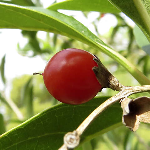 Image of Vitex megapotamica (Spreng.) Moldenke