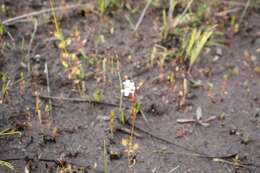 Image of Drosera myriantha Planch.