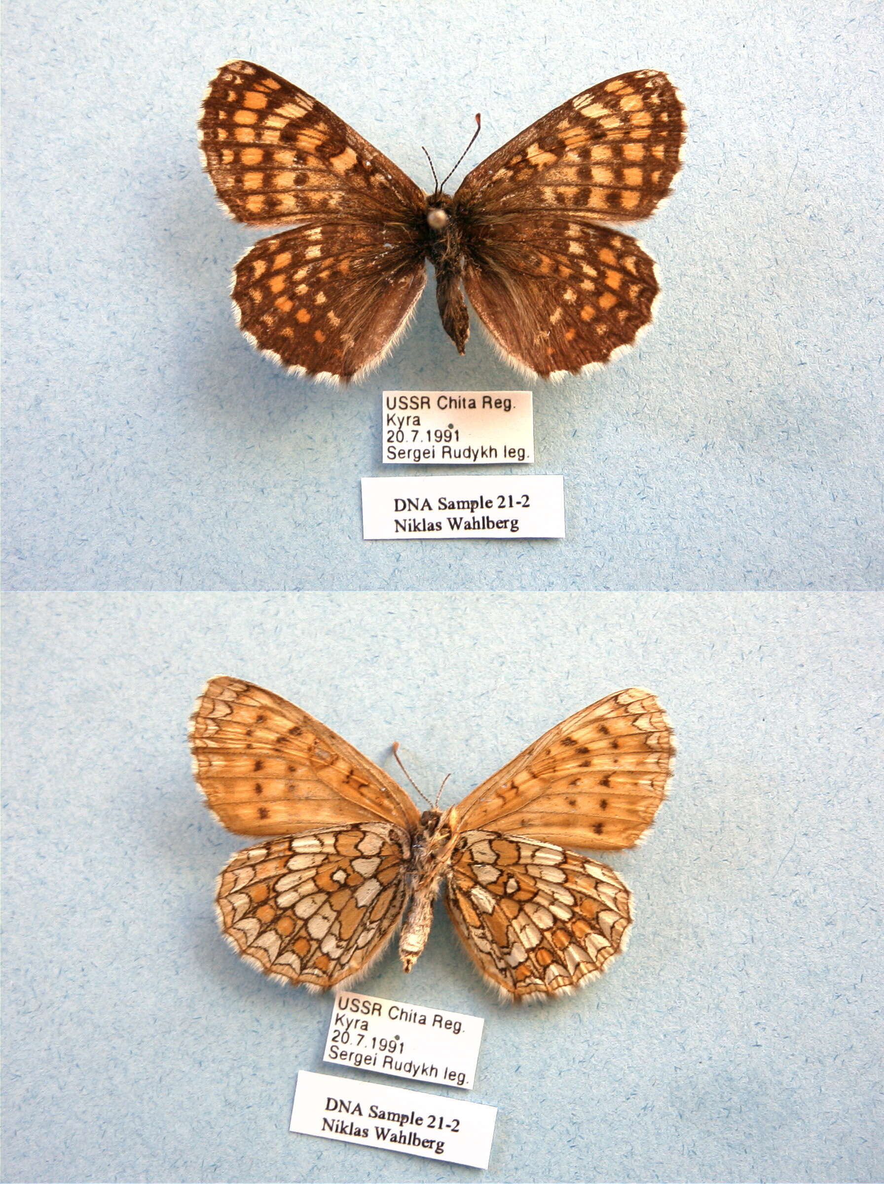 Image de Melitaea didymoides Eversmann 1847