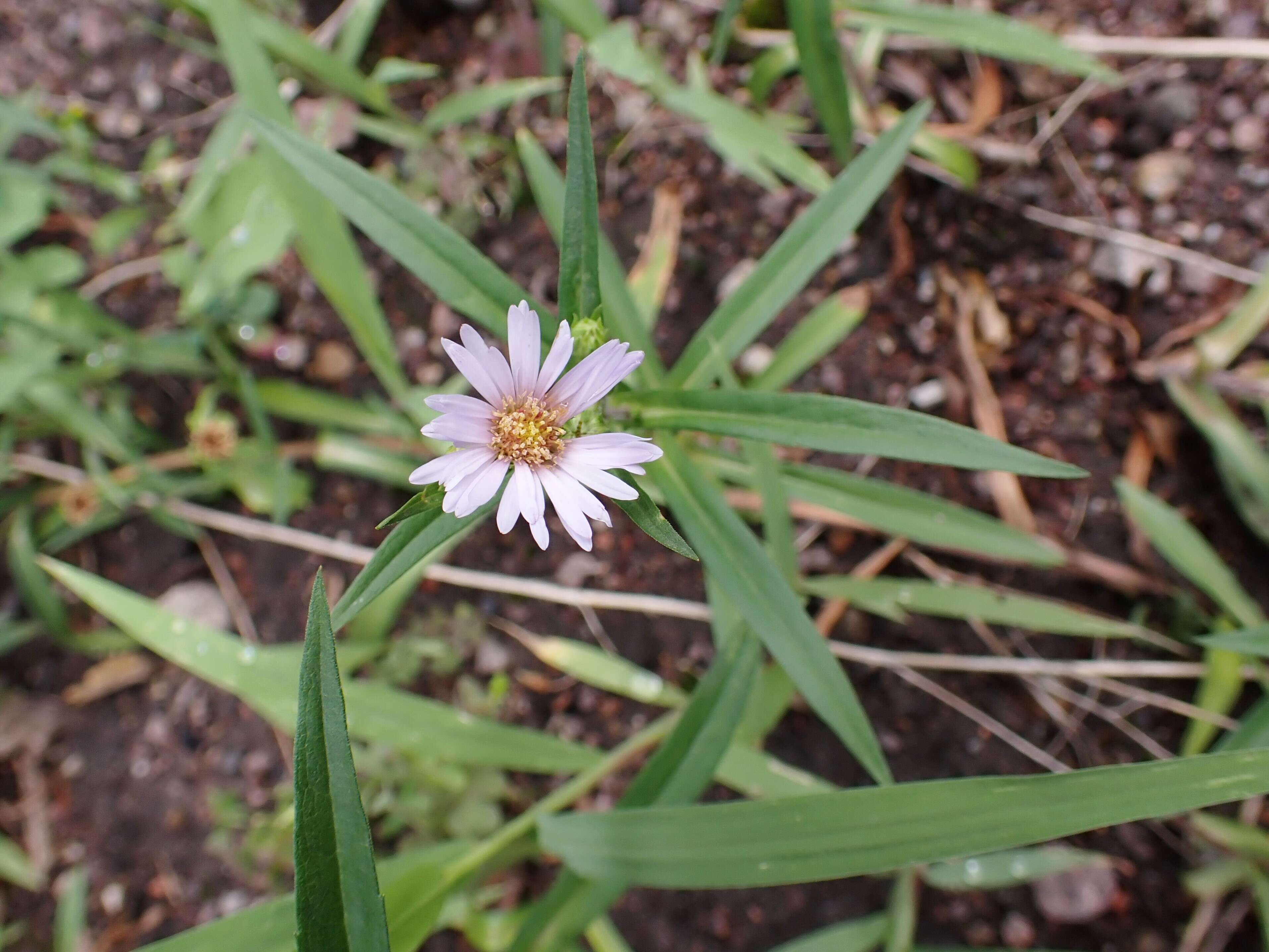 Sivun Symphyotrichum tenuifolium (L.) G. L. Nesom kuva