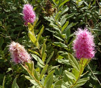 Слика од Spiraea salicifolia L.