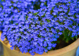 Image of edging lobelia