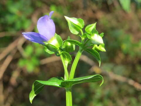 Image of Exacum courtallense Arn.