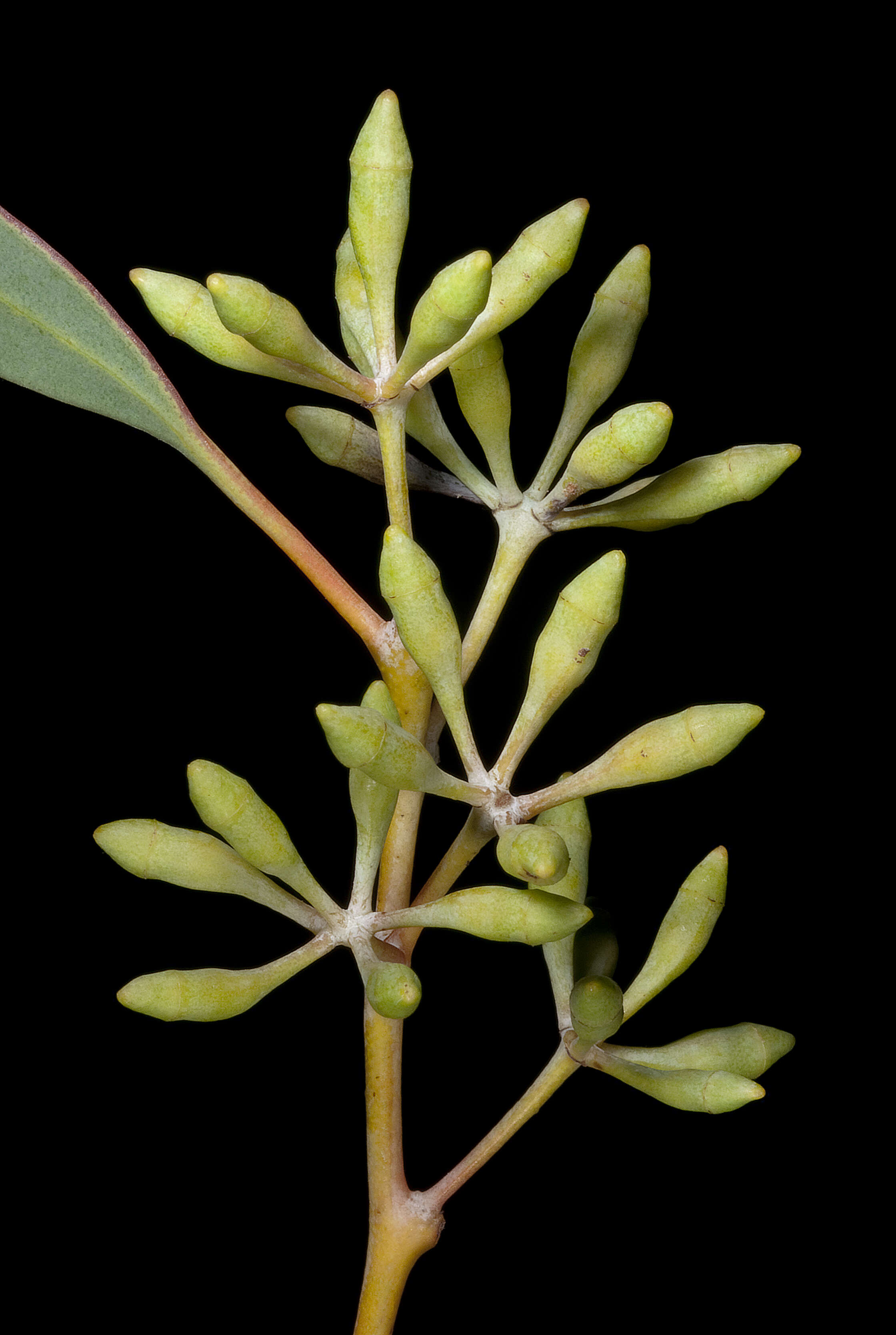 Image of Eucalyptus celastroides Turcz.