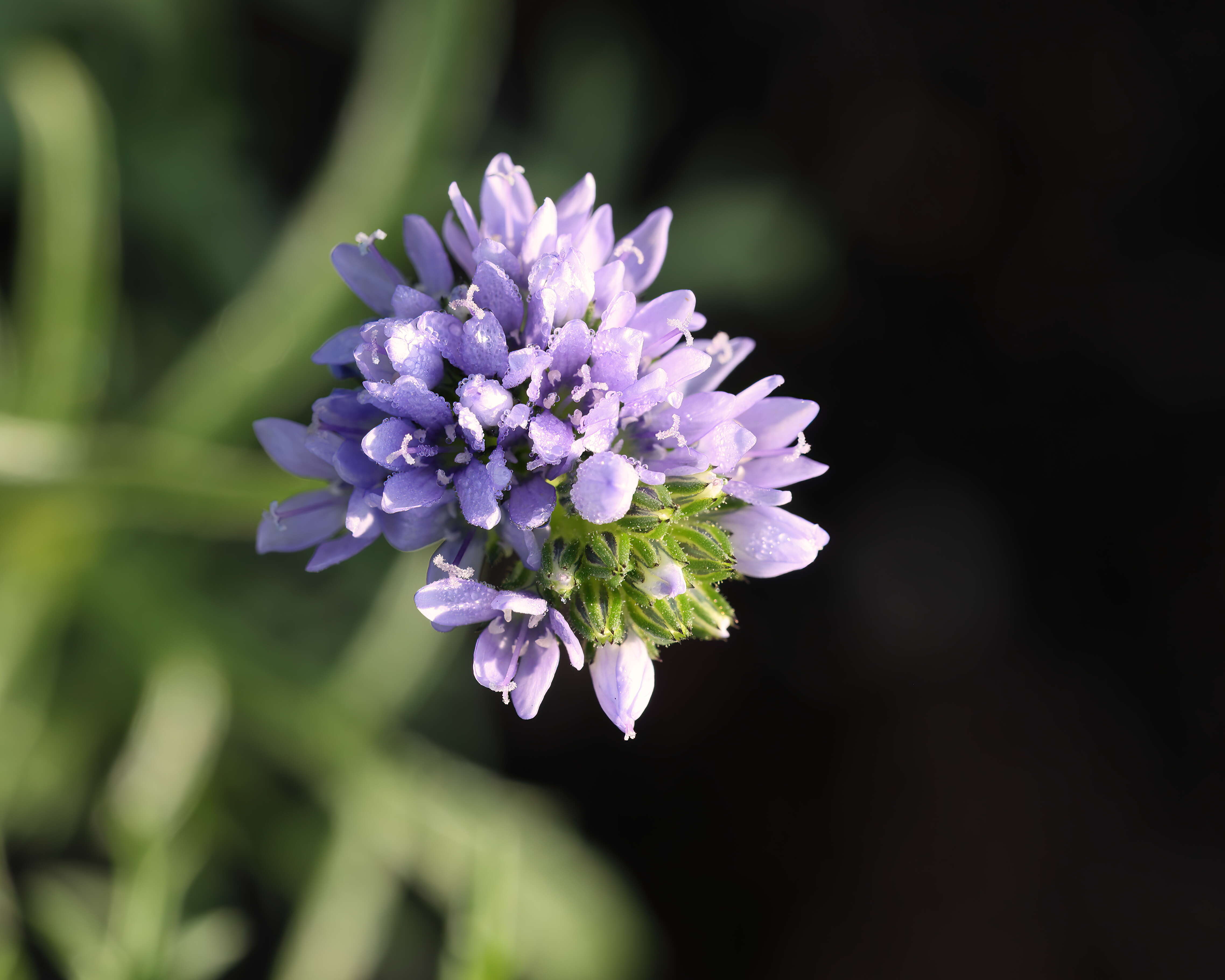 Image of bluehead gilia