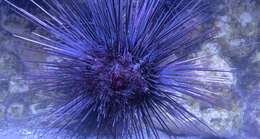 Image of sea urchins