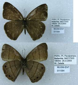 Imagem de Euptychia gisella Hayward 1957