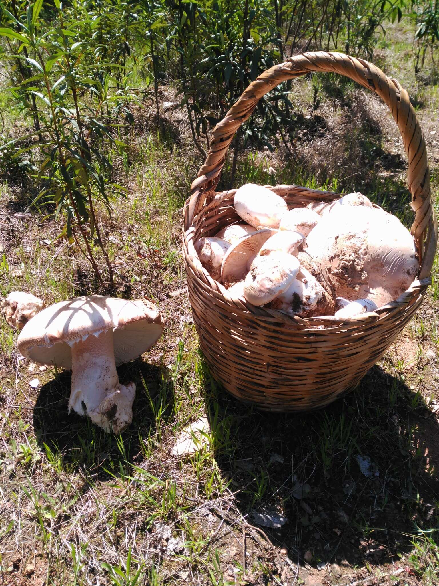 Image of Amanita ponderosa Malençon & R. Heim 1944