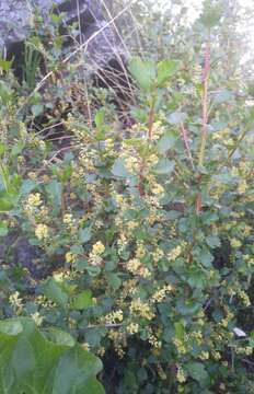 Image of Siberian currant