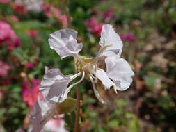 Image of elegant clarkia