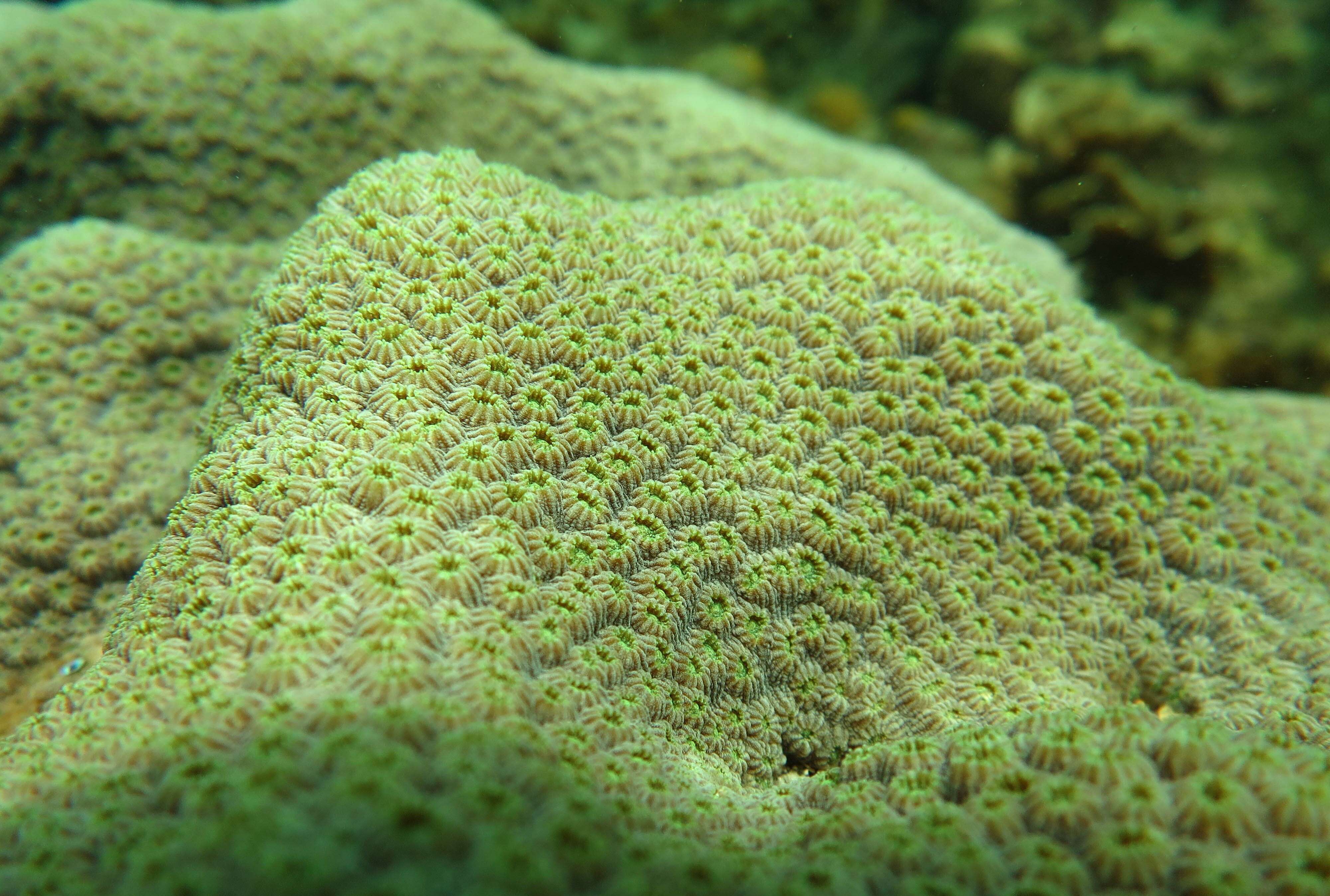 Image of Mountainous Star Coral