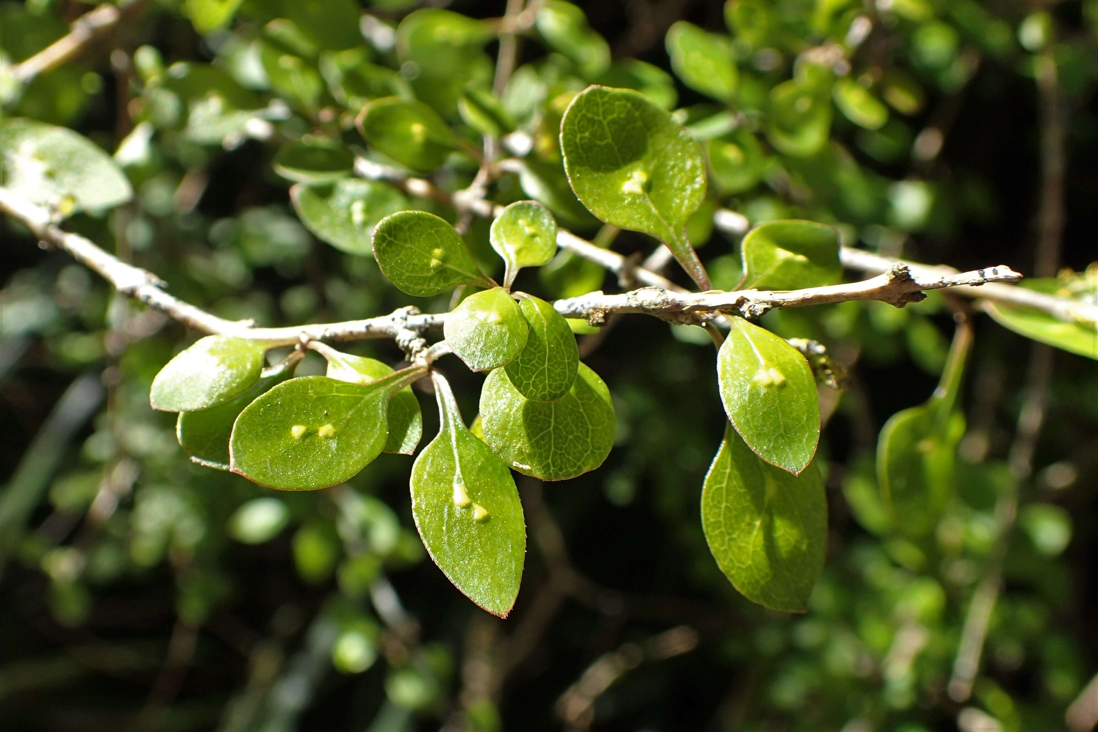 Image of Coprosma virescens Petrie