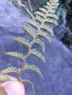 Image of Eaton's lipfern